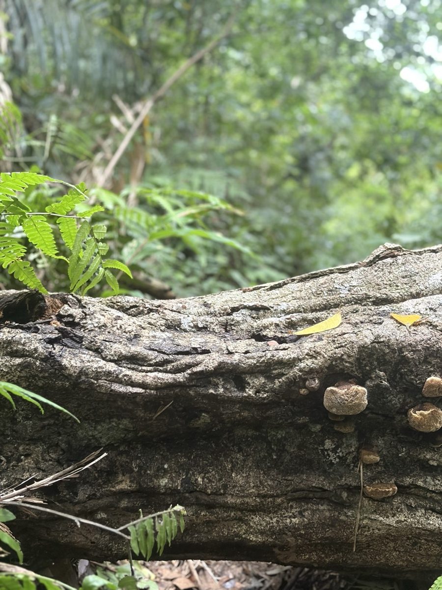 古道倒木與真菌（雨後濕滑段）（2026-08-10）
